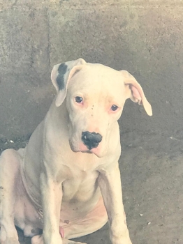 Cachorros dogo argentino