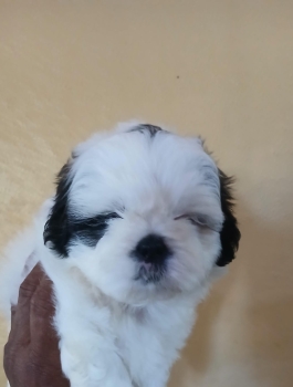 Oferta cachorro shipoo macho en snato domingo y vacuna al dia