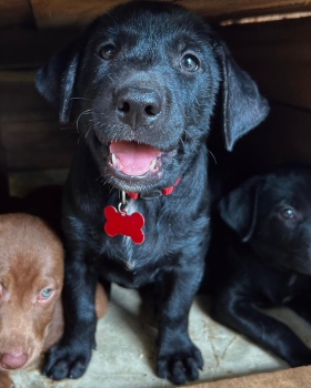 Oferta cachorro labrador macho en santo domingo y vacuna al dia