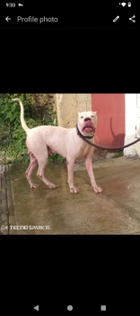 Dogo argentino para monta