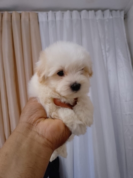 Oferta cachorro maltes macho en santo domingo con su vacuna