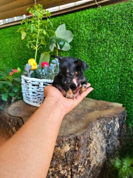 Oferta cachorro chihuahua hembra en santo domingo vacuna al dia