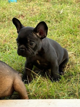 Oferta cachorro bulldog frances ambos sexo en santo domingo con todo a