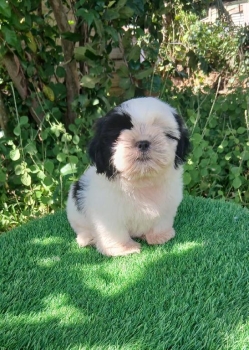Oferta cachorro shih tzu macho en snato domingo y vacuna al dia