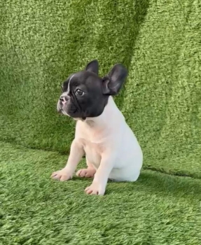 Oferta cachorro bulldog frances ambos sexo en santo domingo con todo a