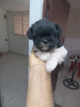 Oferta cachorro shih tzu hembra en santo domingo y vacuna al dia