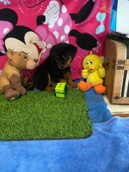 Oferta cachorro rottweiler hembra en santo domingo vacunado