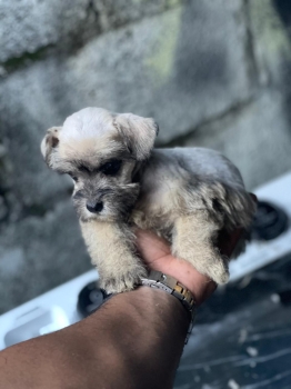 Oferta cachorro schnauzer hembr ubicado en santo domingo y tiene su va