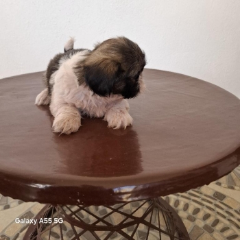 Se vende shitzu