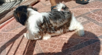Oferta cachorro shih tzu macho en snato domingo y vacuna al dia