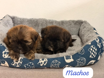 Oferta cachorro shipoo macho en santo domingo y todo al dia