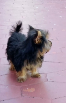 Oferta cachorro yorkie hembra en santo domingo y vacunada