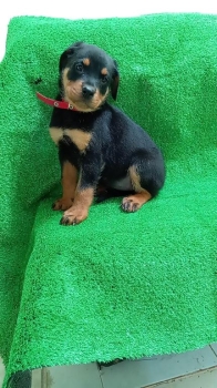 Oferta cachorro rottweiler ambos sexo  con sus vacunas al dia en santo