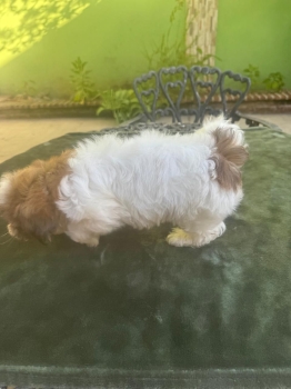 Oferta cachorro shih tzu hembra en santo domingo y vacuna al dia