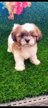 Oferta cachorro shih tzu hembra en santo domingo y vacuna al dia