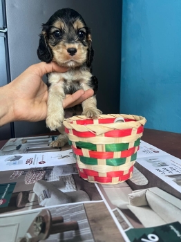 Oferta cachorro cocker spaniel macho en ubicado en santo domingo y tie