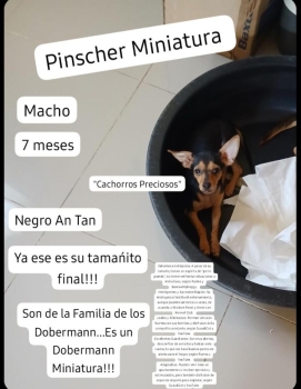 Dobermann miniatura pinscher