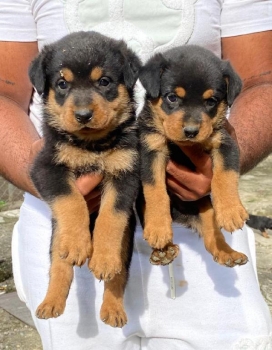 Rottweiler ambos sexos
