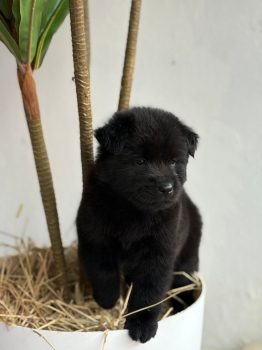 Oferta cachorro chow chow ambos sexo en santo domingo con su vacuna