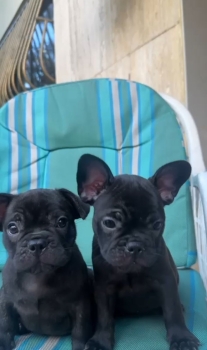 Oferta cachorro bulldog frances ambos sexo en santo domingo con todo a