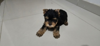 Oferta cachorro yorkie ambos sexo en santo domingo y vacunados