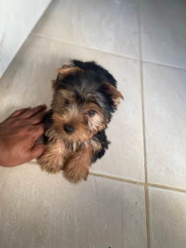 Oferta cachorro yorkie macho en santiago vacuna al dia