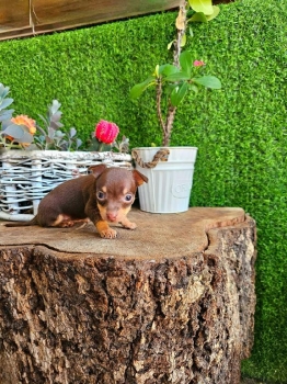 Oferta cachorro chihuahua ambos sexo en santo domingo con su vacuna al