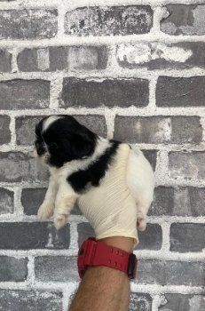 Oferta cachorro shih tzu hembra mini en santo domingo y vacuna al dia