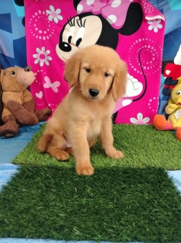 Oferta cachorro golden retriever macho en santo domingo vacunado