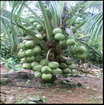 Mata de coco enano en santiago