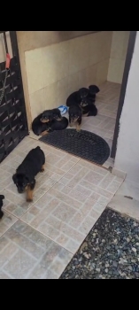Rottweilers cachorros vacunados descolado y con pedigree