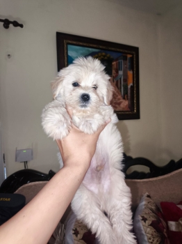 Oferta cachorro maltipoo macho en santo domingo con su vacunas