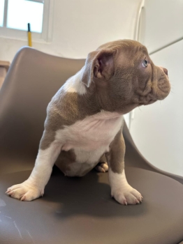 Oferta cachorro bully pocket hembra en ubicado en santo domingo y tien