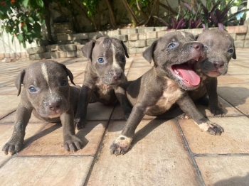 American pitbull blue