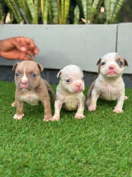 American bully ambos sexos