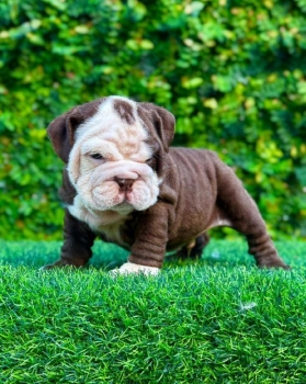Bulldog inglés ambos sexos