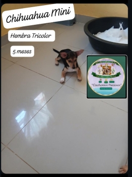 Chihuahua mini hembra tricolor