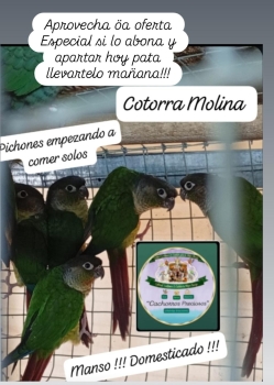 Cotorra y cacatuas/ninfas domesticada