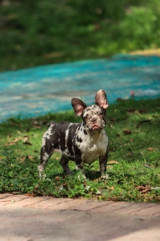 Oferta cachorro bulldog frances hembra merle con su vacuna al dia