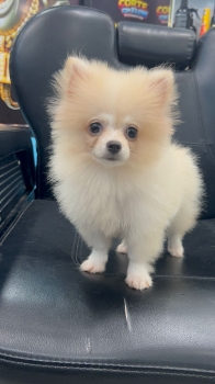 Oferta cachorro pomerania hembra en santo domingo y vacunada