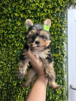 Oferta cachorro yorkie ambos sexo ubicada en santo domingo y vacuna al