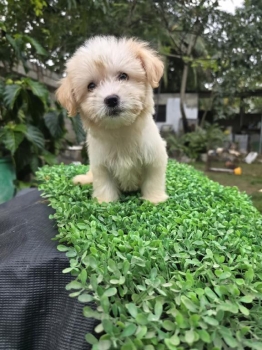 Oferta cachorro mltipoo hembra en santo domingo y vacunados