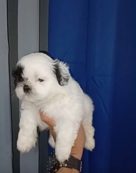 Oferta cachorro shih tzu macho en santo domingo y vacunados