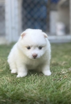 Pomeraneas ventas