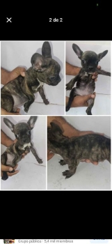 Bulldog francés de todo