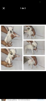 Bulldog frances