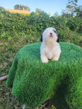 Oferta cachorro shih tzu macho en santo domingo y vacunados
