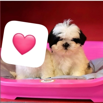 Oferta cachorro shih tzu macho en santo domingo y vacunados