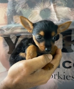 Oferta cachorro chihuahua hembra en santo domingo y vacuna al dia