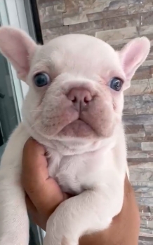 Oferta cachorro bulldog frances hembra con su vacuna al dia